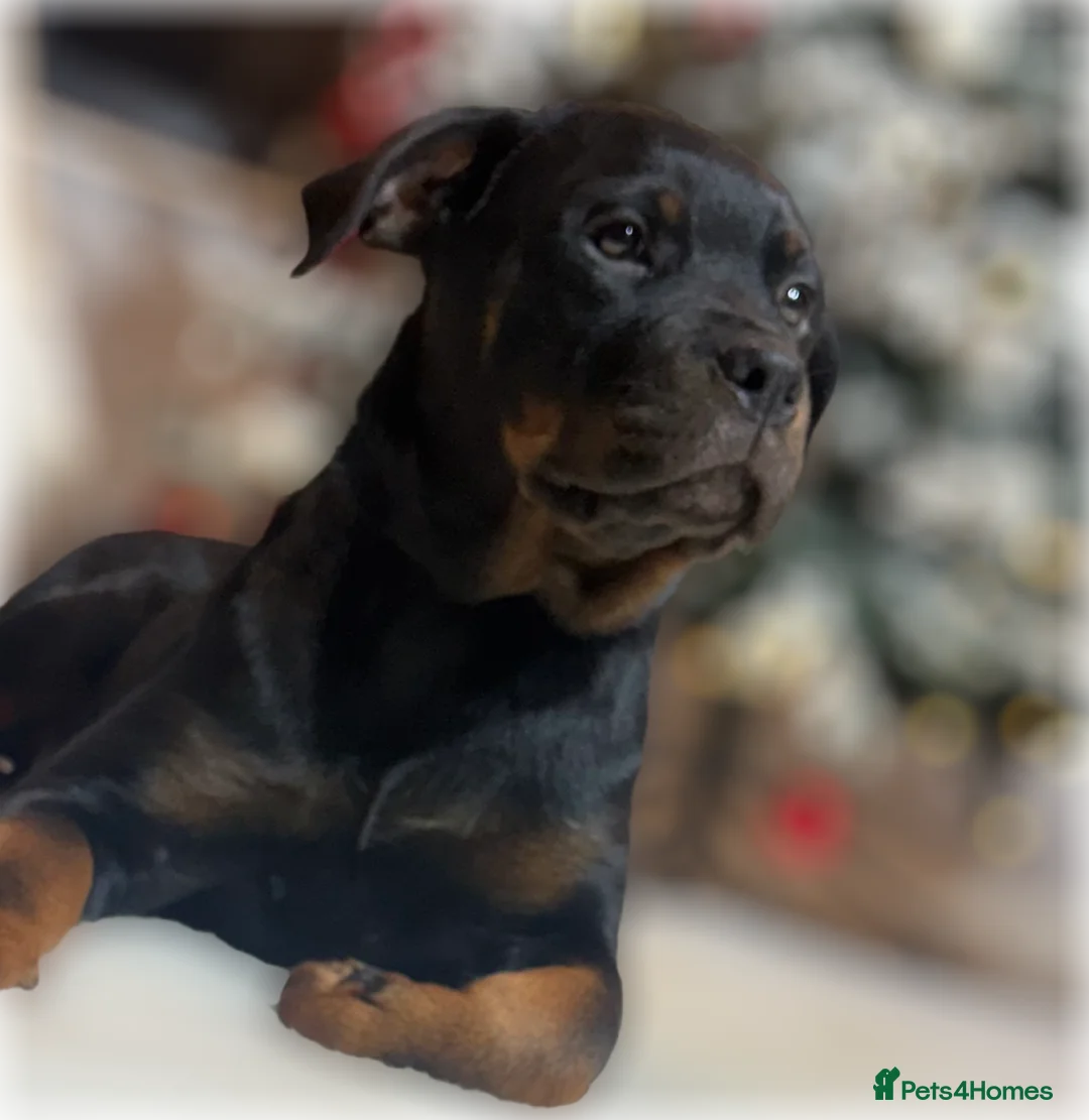 Rottweiler dogs for sale: ROTTWEILER PUPPIES. KC REGISTERED. FREE INSURANCE. - Advert 11