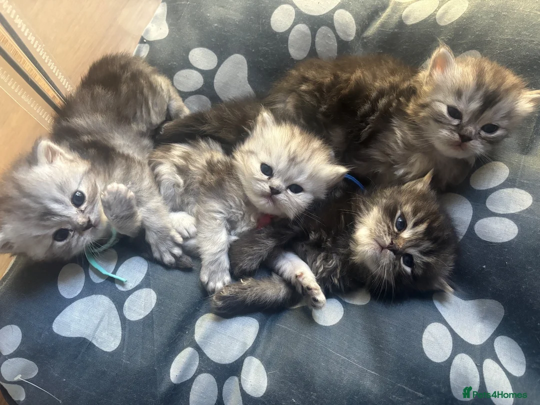 Ragdoll cats for sale: Ragdoll / Persians - Only 2 Girls left!!  - Advert 1