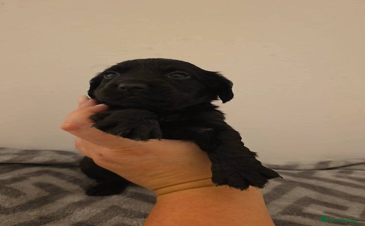 Cocker Spaniel dogs - Advert 3