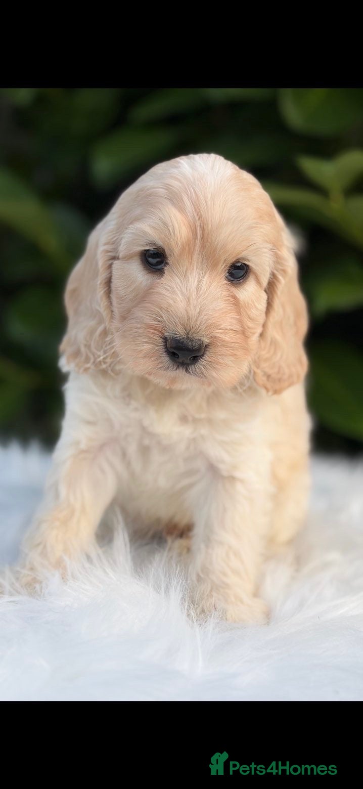 Cockapoo dogs Cockapoo males and females  - Advert 12