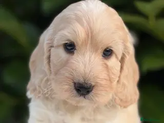 Cockapoo dogs Cockapoo males and females - Advert 1