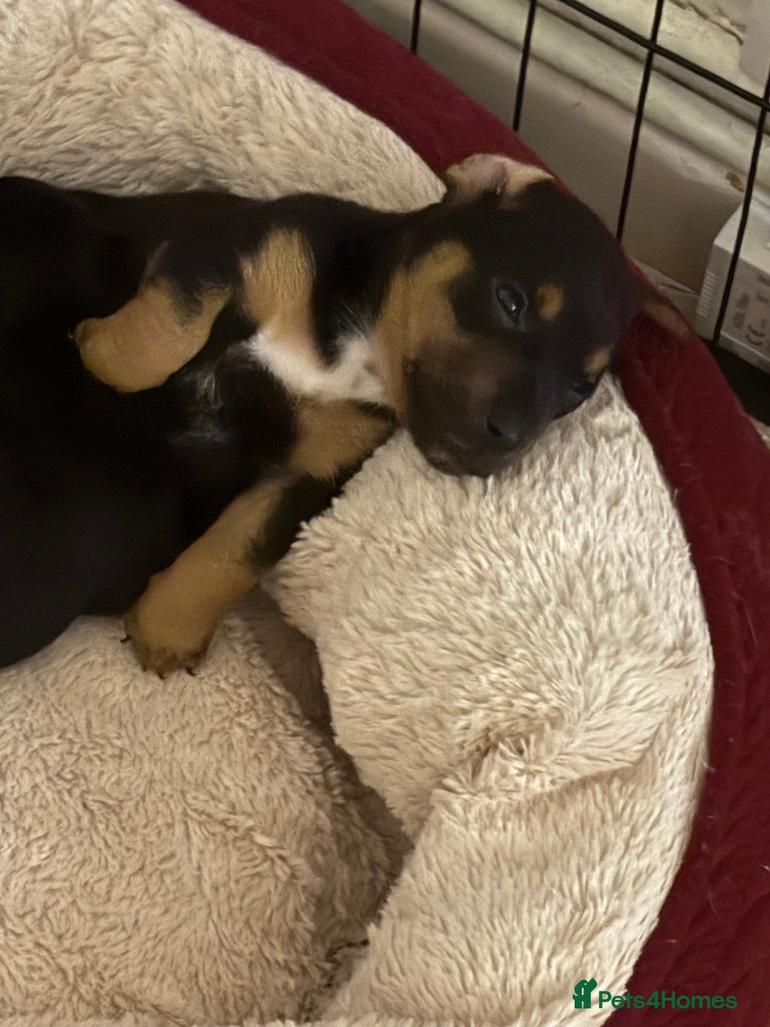 Jack Russell dogs for sale: Miniature jack Russell puppies - Image 8
