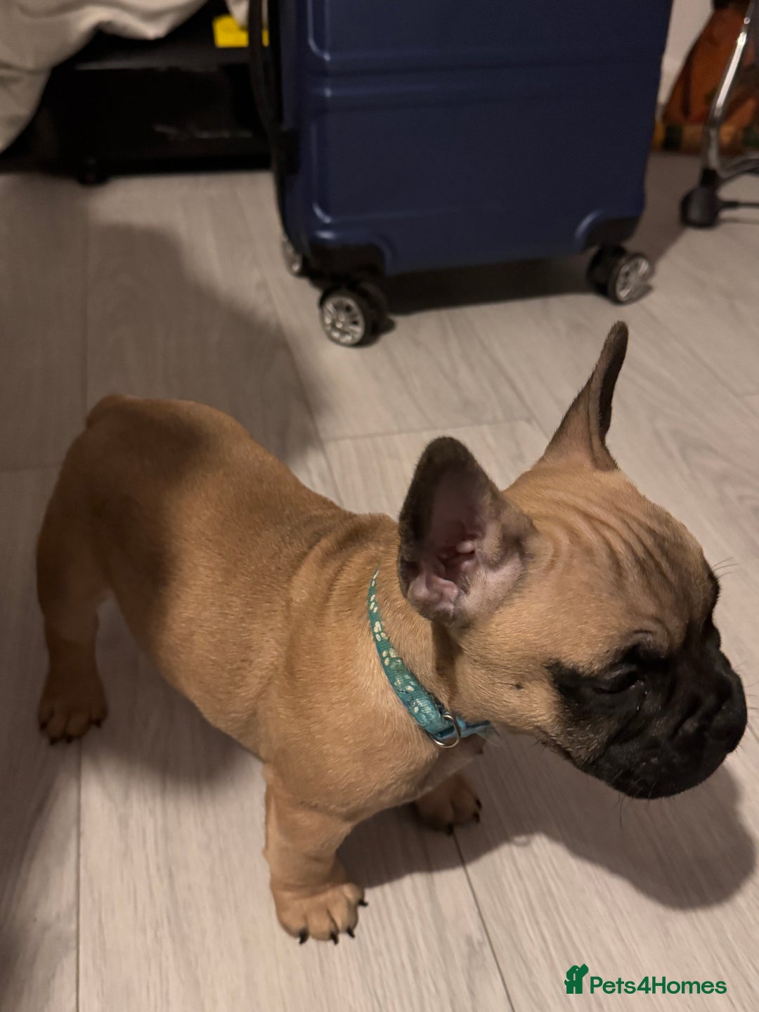Mixed Breed dogs for sale: French Bulldog x Standard Bully Pups - Advert 18