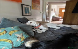 Goldendoodle dogs for adoption: Hamish – Ready for His Forever Home - Image 5