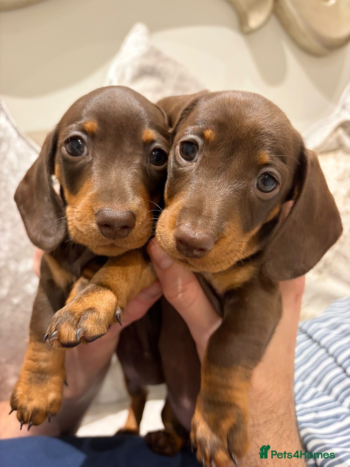 Miniature Dachshund dogs for sale: Miniature Dachshund puppies for sale - Advert 2