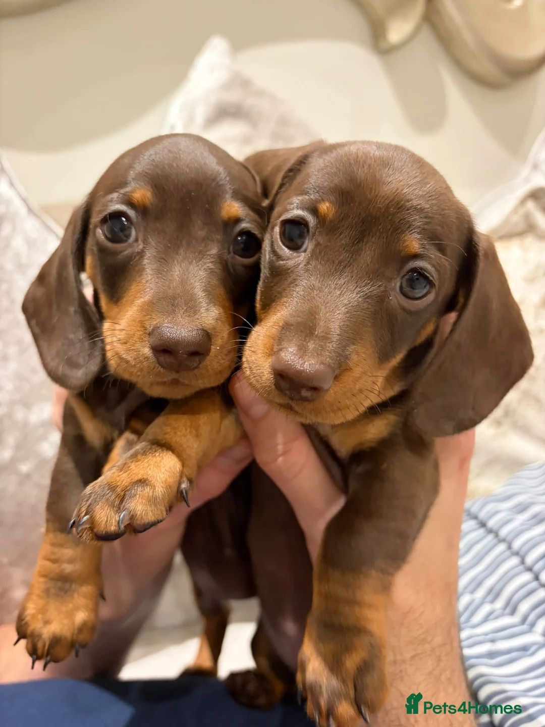 Miniature Dachshund dogs for sale: Miniature Dachshund puppies for sale - Advert 2