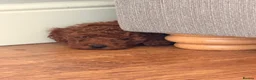 Toy Poodle dogs for sale: Red toy poodle puppy in Alfreton - Advert 6