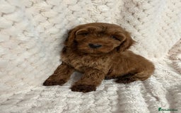 Cockapoo dogs for sale: F1 red cockapoo puppy's  - Image 1