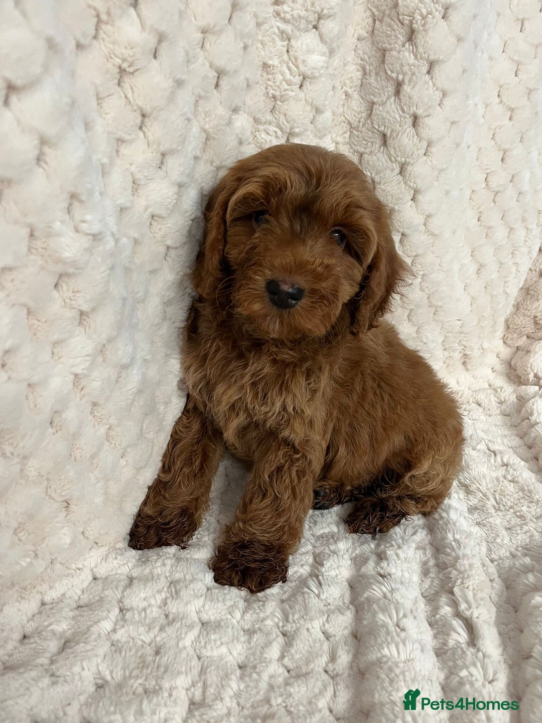 Cockapoo dogs for sale: F1 red cockapoo puppy's  - Image 1