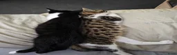 Mixed Breed cats for sale: Can't afford to keep and to many to manage  - Advert 9