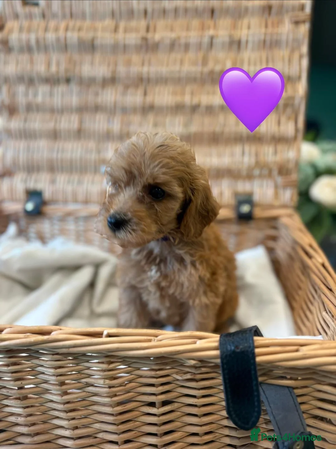 Cockapoo dogs for sale: Cockapoo puppy’s  - Advert 14