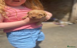 English Springer Spaniel dogs for sale: Springer spaniel puppies  - Image 9