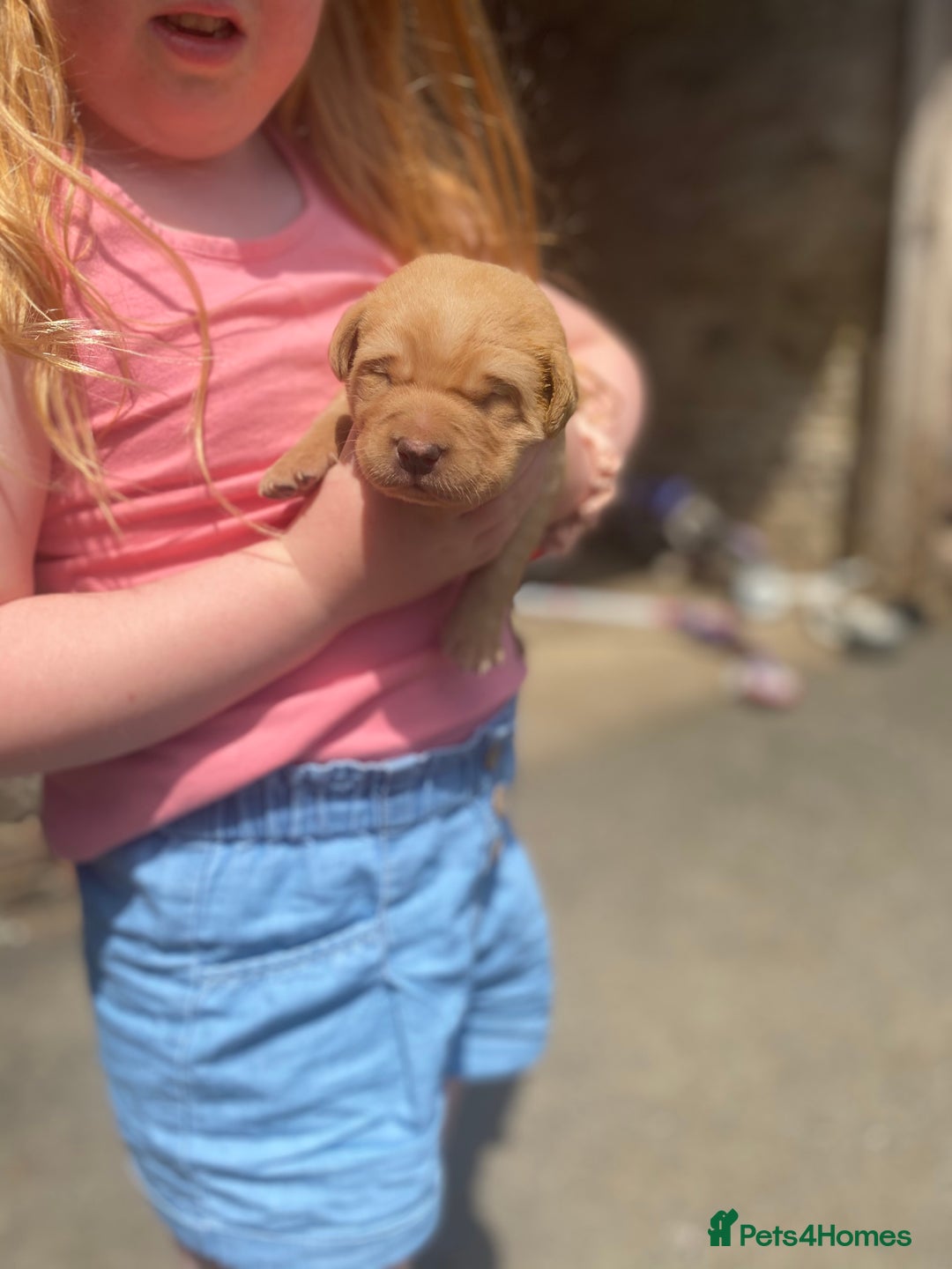 English Springer Spaniel dogs for sale: Springer spaniel puppies  - Image 9