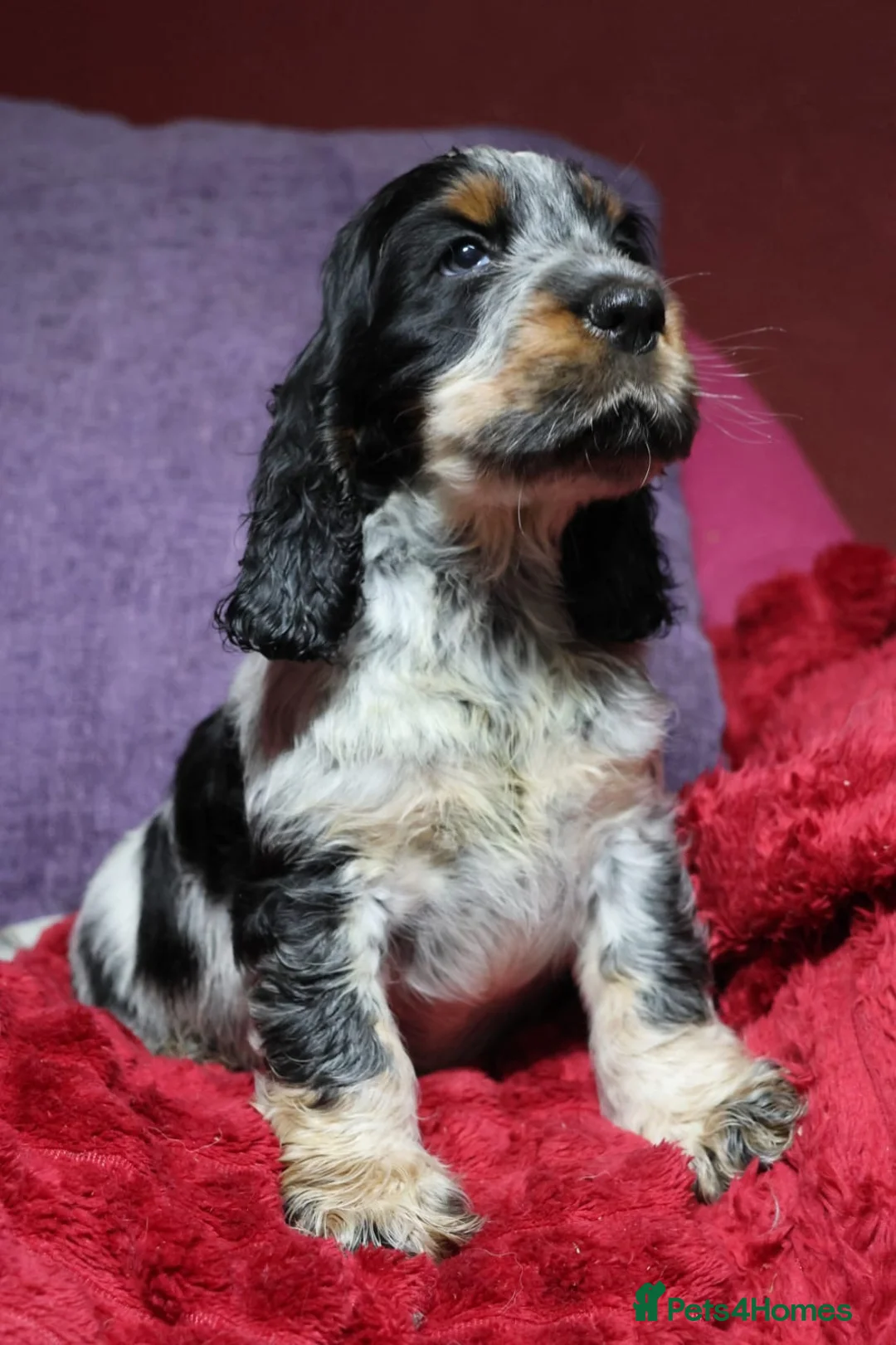 Cocker Spaniel dogs for sale: Health tested parents, Stunning little cherubs - Advert 2