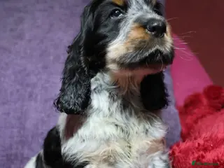 Cocker Spaniel dogs Health tested parents, Stunning little cherubs - Advert 9