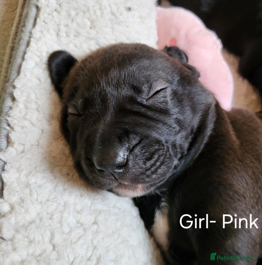 Mixed Breed dogs for sale: Alaunt type dogs - Advert 13