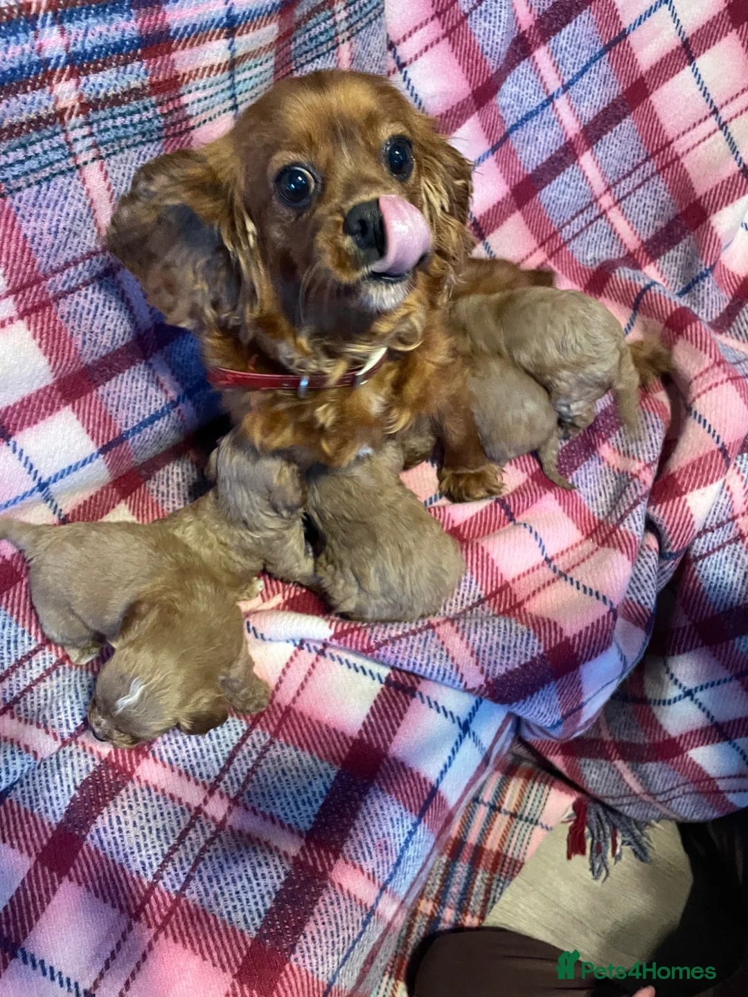 Cavapoo dogs for sale: Beautiful Ruby toy cavapoos  in Walsall - Advert 7