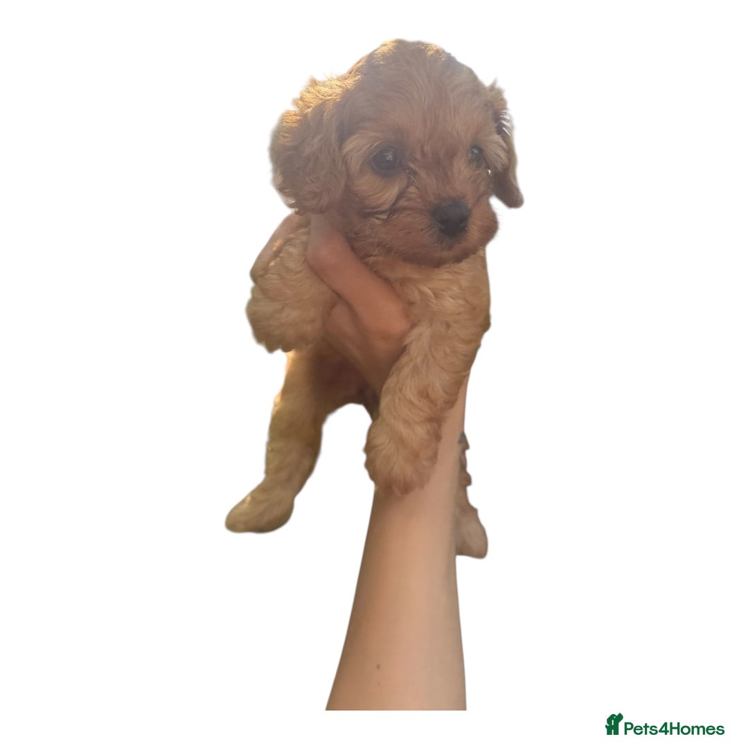 Cavapoo dogs for sale: Tiny Cavapoo puppies - Image 6