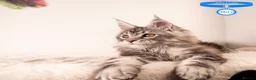Maine Coon cats for sale: XL Stunning Maine Coon / TICA /Ready - Advert 37