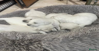 Golden Retriever dogs - Advert 1