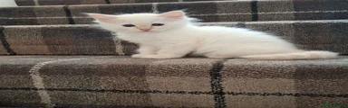 Birman 1