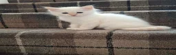 Birman cats for sale: Beautiful Birman kittens - Advert 5