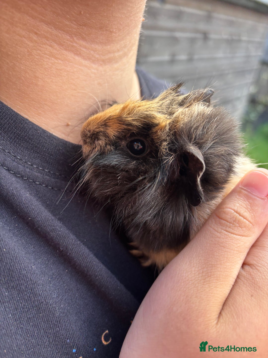 Guinea Pig rodents for sale: Guinea pigs for sale - Image 4