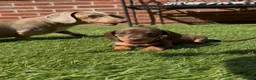Miniature Dachshund dogs for sale: Outstanding miniature dachshund puppies  - Advert 4