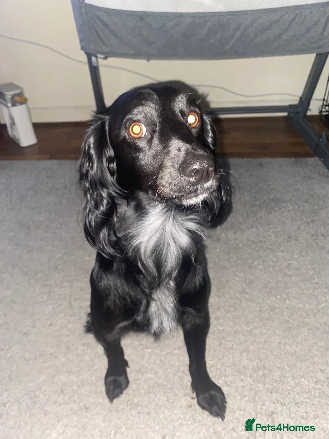 Cocker Spaniel dogs for sale: Pablo - Advert 6