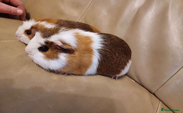 Guinea Pig rodents - Advert 11