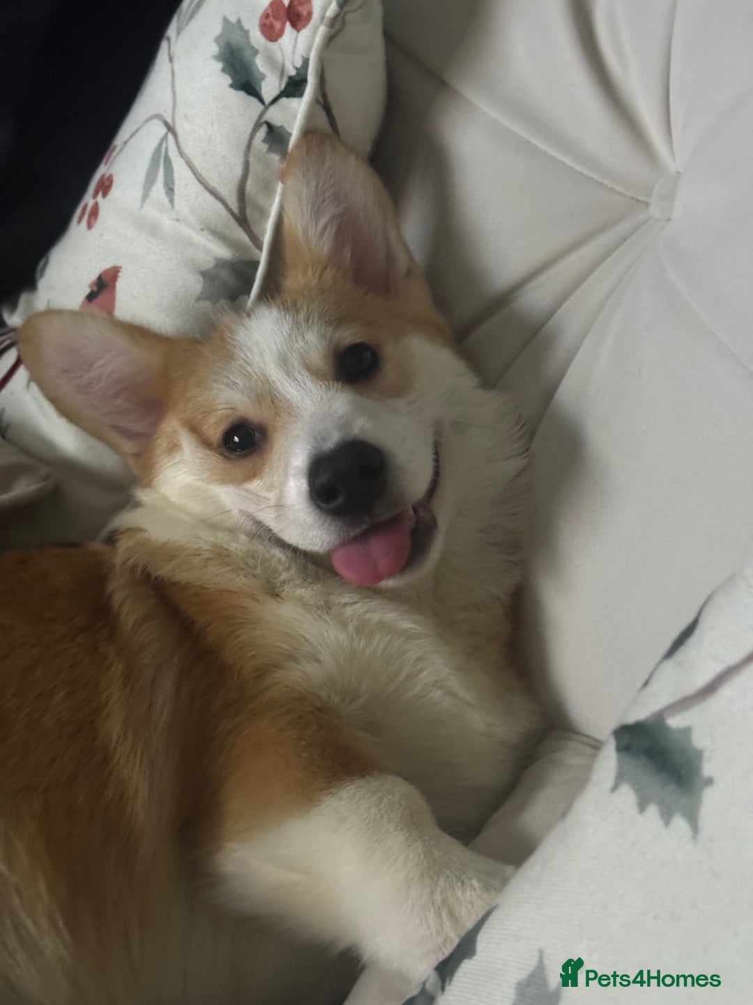 Welsh Corgi Pembroke dogs for sale: Welsh Pembroke Corgi - Advert 1