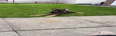 German Shepherd 1