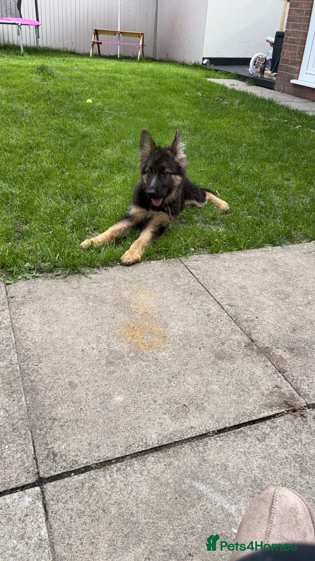 German Shepherd dogs for sale: Male German shepherd  - Advert 2