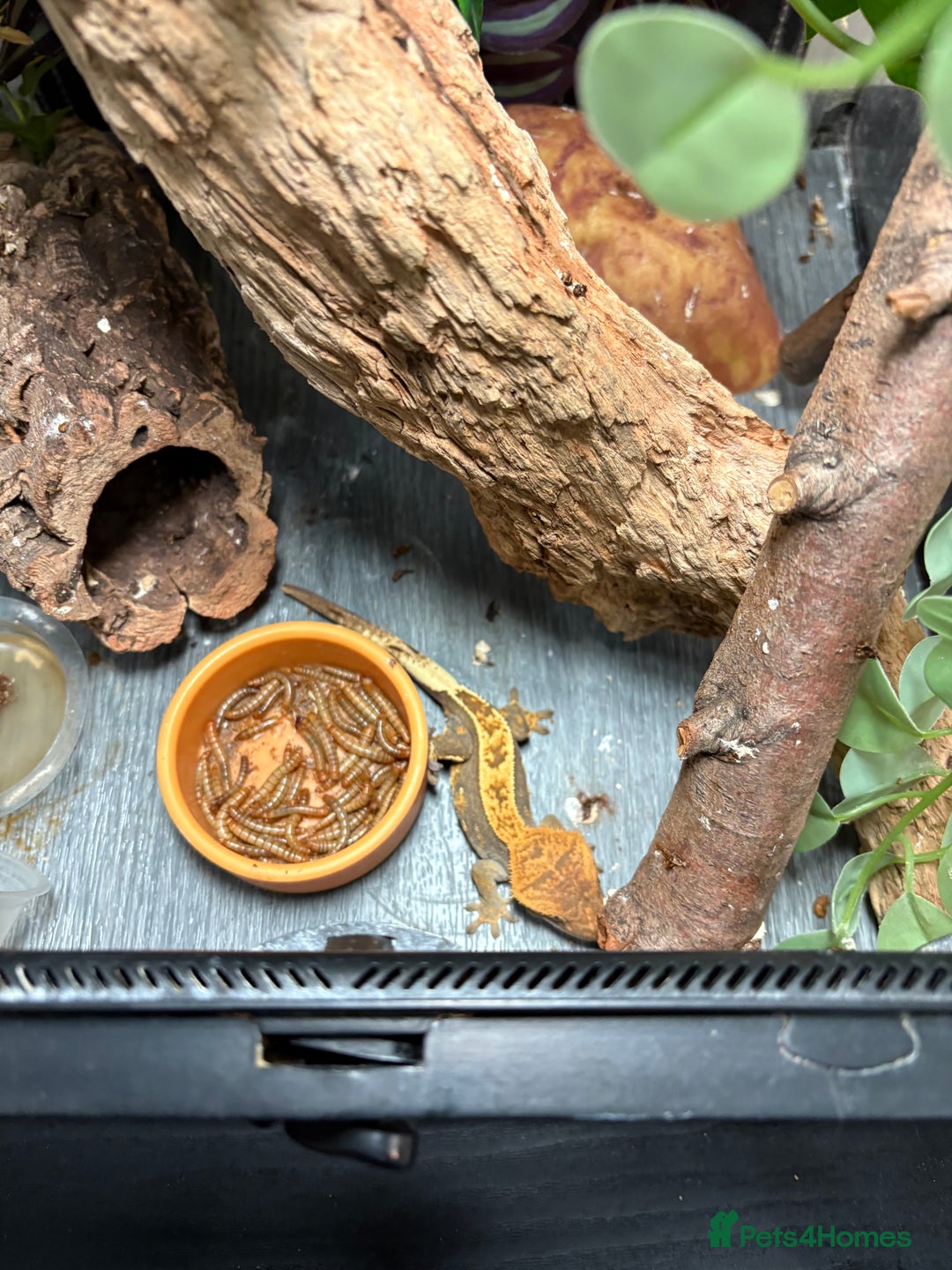 Gecko reptiles for sale: Crested gecko and full set up  - Image 3
