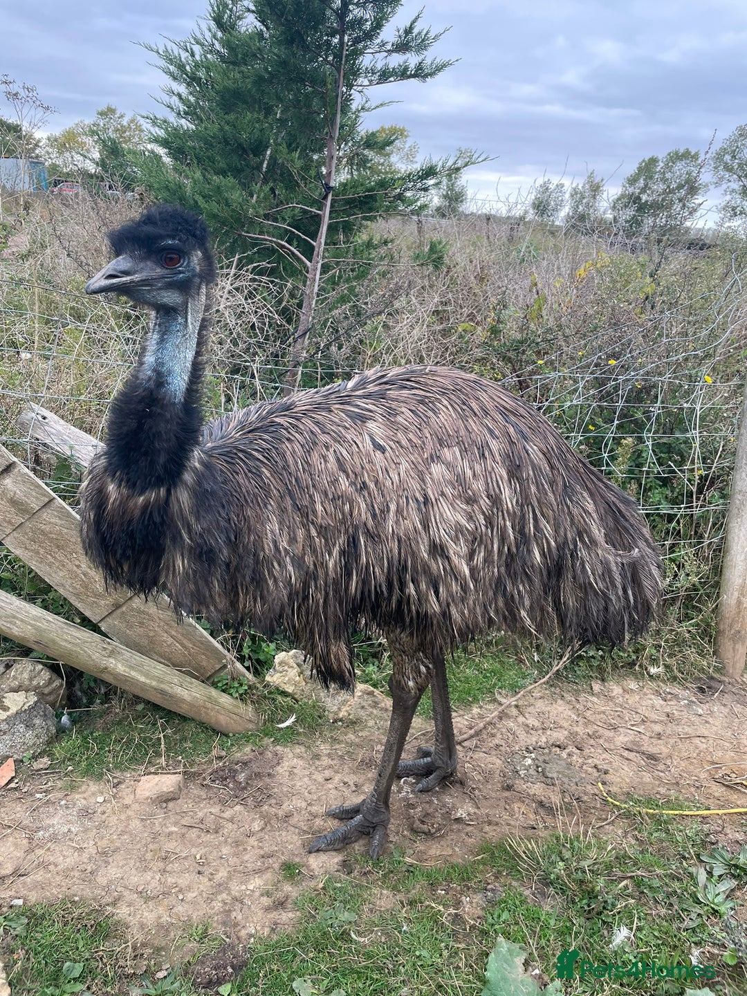 Emus poultry for sale: Emus for sale - Image 1
