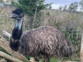 Emus poultry - Advert 30