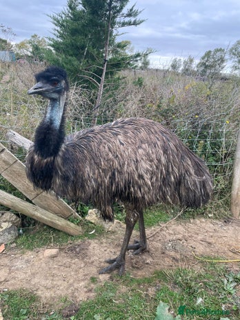 Emus poultry - Advert 2