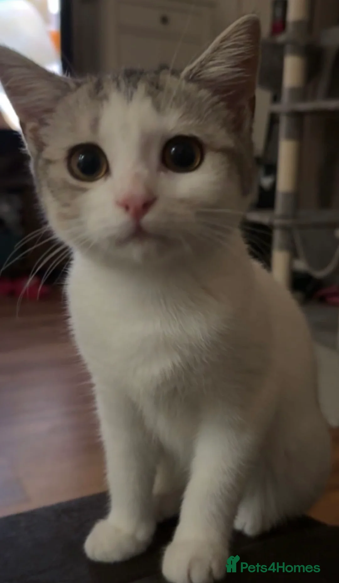 Mixed Breed cats for sale: 2 year old Scottish Straight X girl - Advert 10