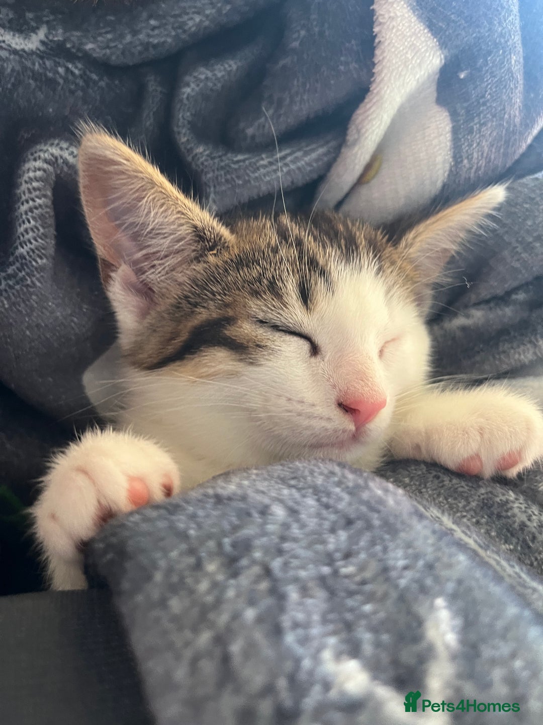 Mixed Breed cats for sale: Gorgeous 3month old kitten  - Image 3