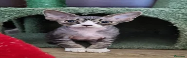 Devon Rex 1