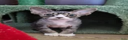 Devon Rex cats for sale: Devon Rex Kittens-Ready for Their Forever Homes! - Advert 17