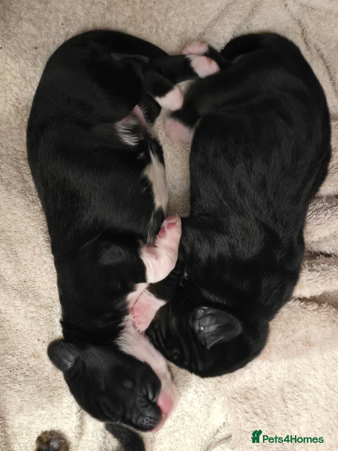 Mixed Breed dogs for sale: Sprocker puppies ready 10th Jan - Advert 12