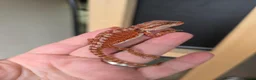 Bearded Dragon reptiles for sale: Baby red monster bearded dragons  - Advert 2