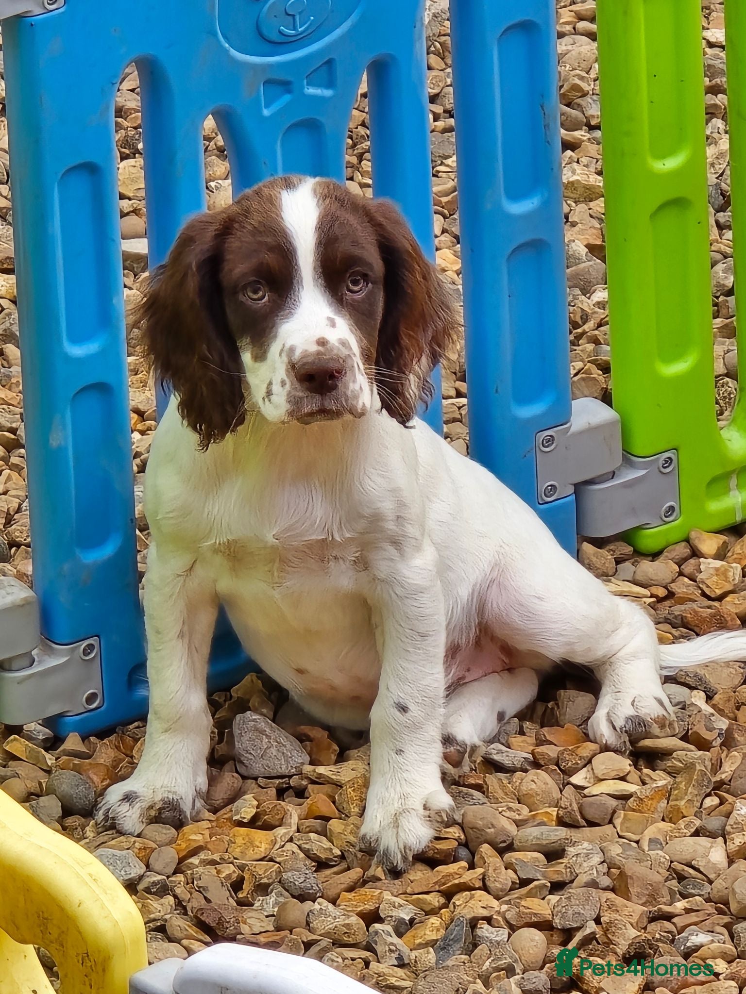 Mixed Breed dogs Merryn the clumber cross springer - Advert 4