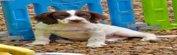 Mixed Breed dogs for sale: Merryn the clumber cross springer - Advert 1