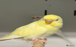 Budgerigars birds for sale: Beautiful baby budgies  - Image 2
