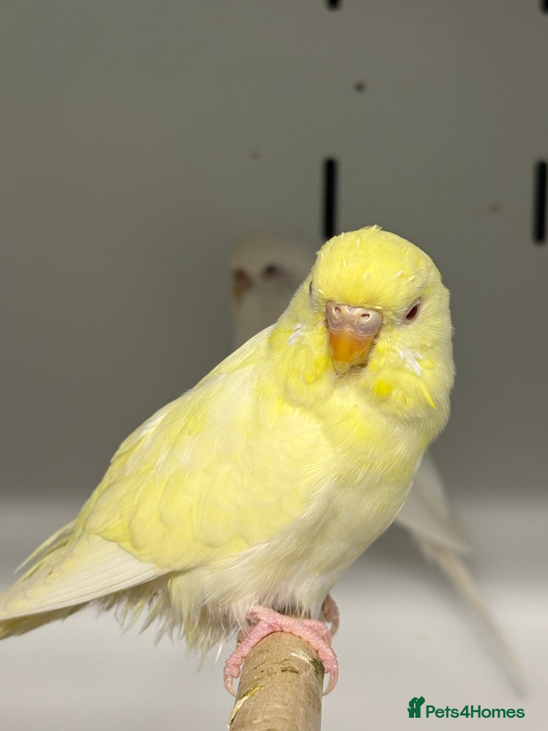 Budgerigars birds for sale: Beautiful baby budgies  - Image 2
