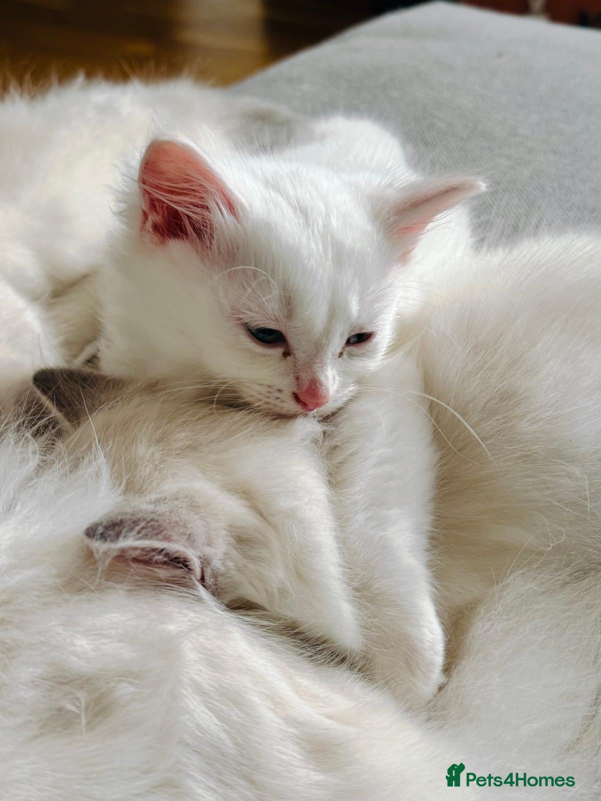 Ragdoll cats for sale: Aristocats Ragdolls Rare Flamepoint Baby Girl.  - Advert 2