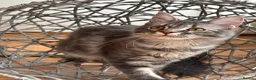 Maine Coon cats for sale: Beautiful GCCF Registered Maine Coon Kittens - Advert 11