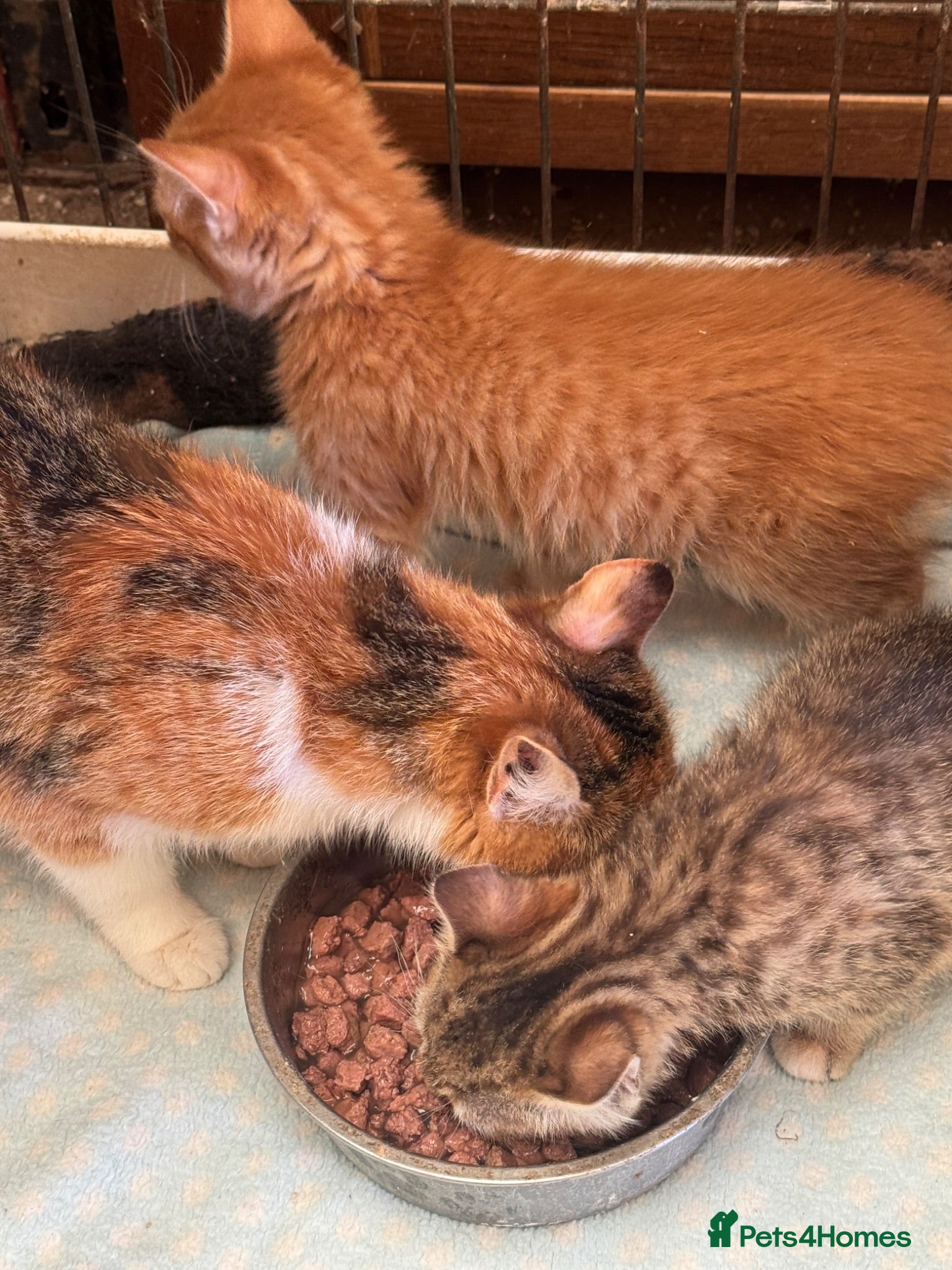 Mixed Breed cats Kittens  - Advert 7
